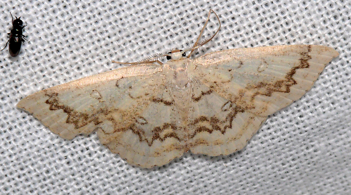 Cyclophora annularia - gyűrűs pettyesaraszoló