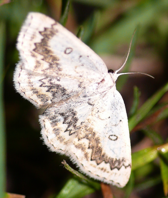 Cyclophora annularia - gyűrűs pettyesaraszoló
