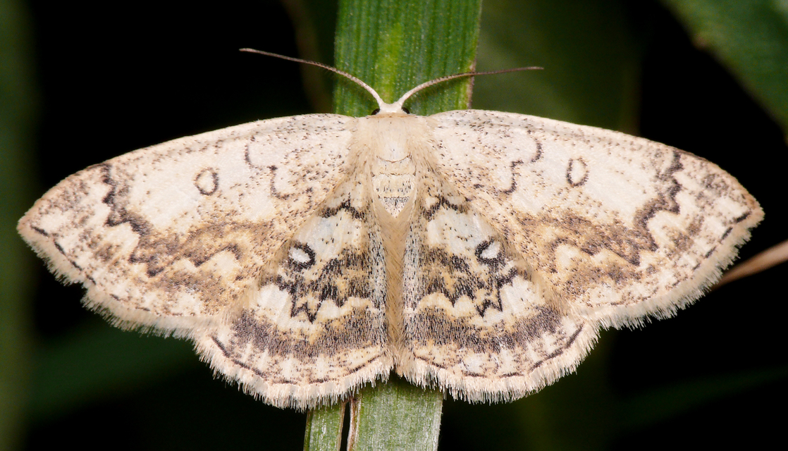 Cyclophora annularia - gyűrűs pettyesaraszoló