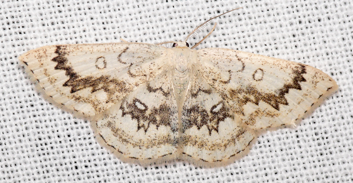 Cyclophora annularia - gyűrűs pettyesaraszoló