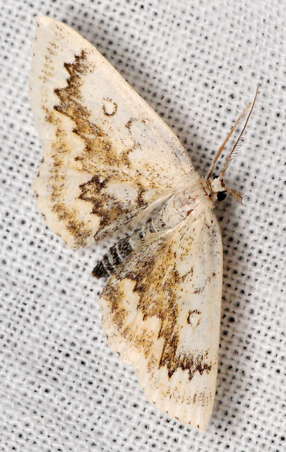 Cyclophora annularia - gyűrűs pettyesaraszoló