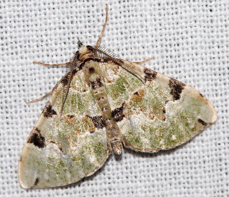 Colostygia pectinataria - zöld levélaraszoló