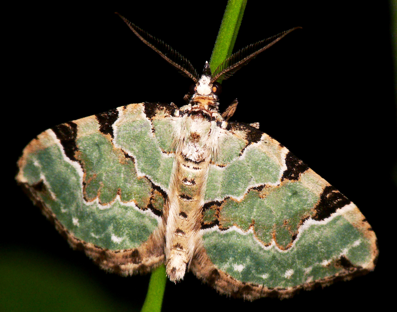 Colostygia pectinataria - zöld levélaraszoló