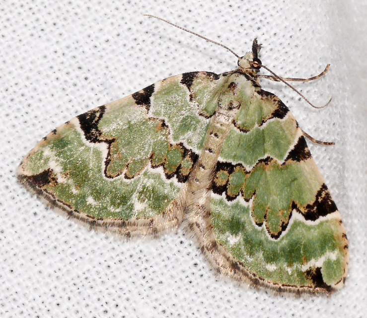 Colostygia pectinataria - zöld levélaraszoló