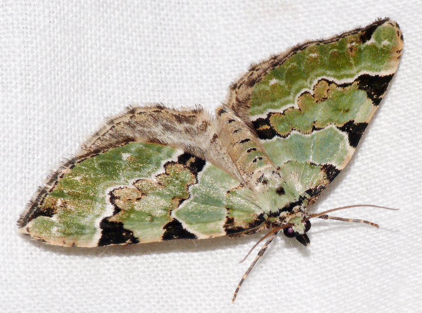 Colostygia pectinataria - zöld levélaraszoló