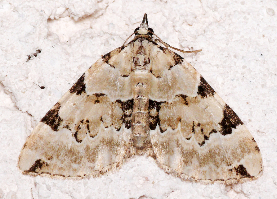 Colostygia pectinataria - zöld levélaraszoló