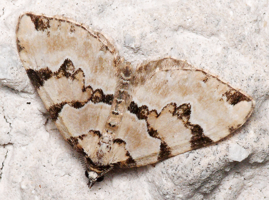 Colostygia pectinataria - zöld levélaraszoló