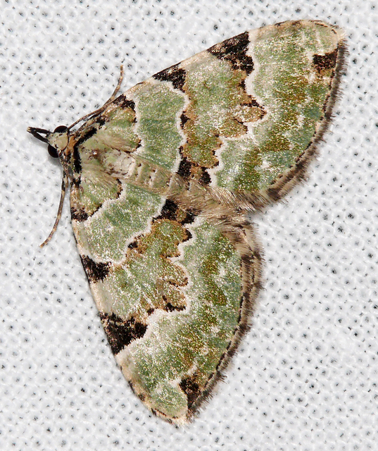 Colostygia pectinataria - zöld levélaraszoló