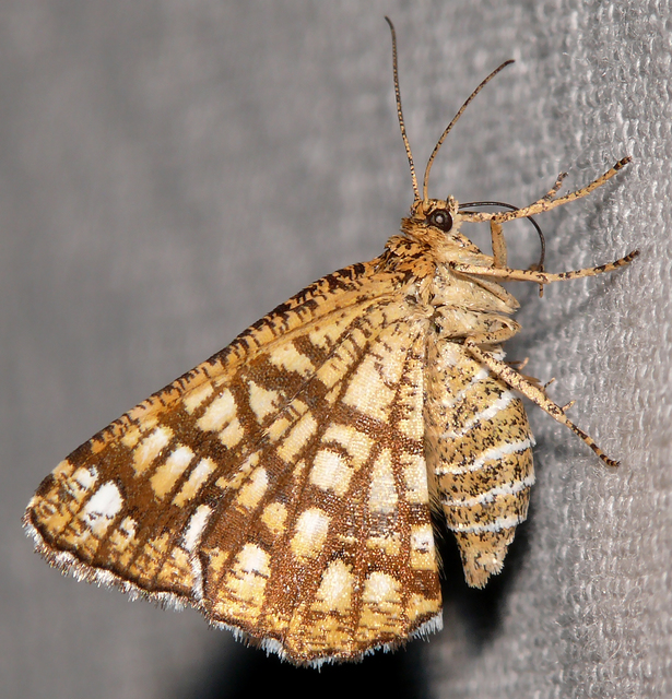 Chiasmia clathrata - rácsos rétiaraszoló