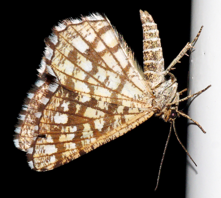 Chiasmia clathrata - rácsos rétiaraszoló