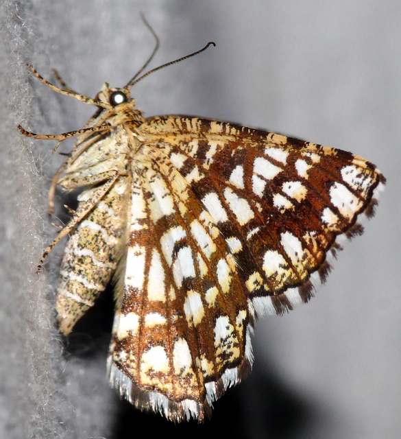 Chiasmia clathrata - rácsos rétiaraszoló