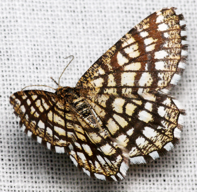 Chiasmia clathrata - rácsos rétiaraszoló