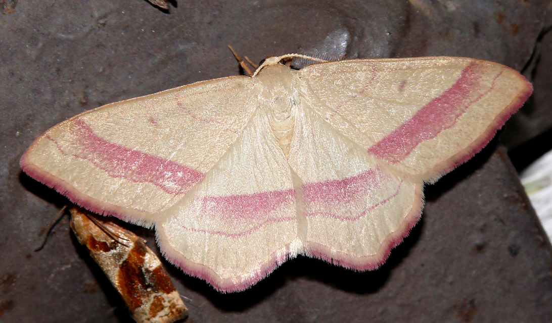 Rhodostrophia vibicaria - pirosszélű araszoló