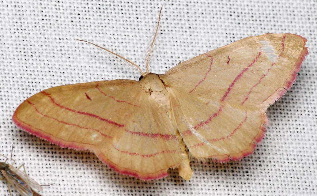 Rhodostrophia vibicaria - pirosszélű araszoló