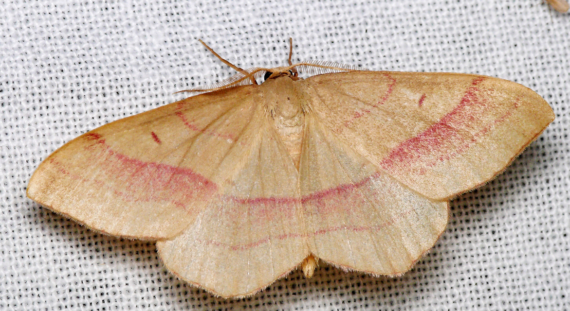 Rhodostrophia vibicaria - pirosszélű araszoló