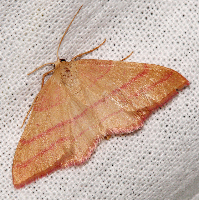 Rhodostrophia vibicaria - pirosszélű araszoló