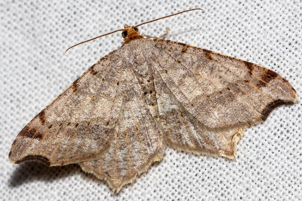 Macaria alternata - közönséges szürkearaszoló