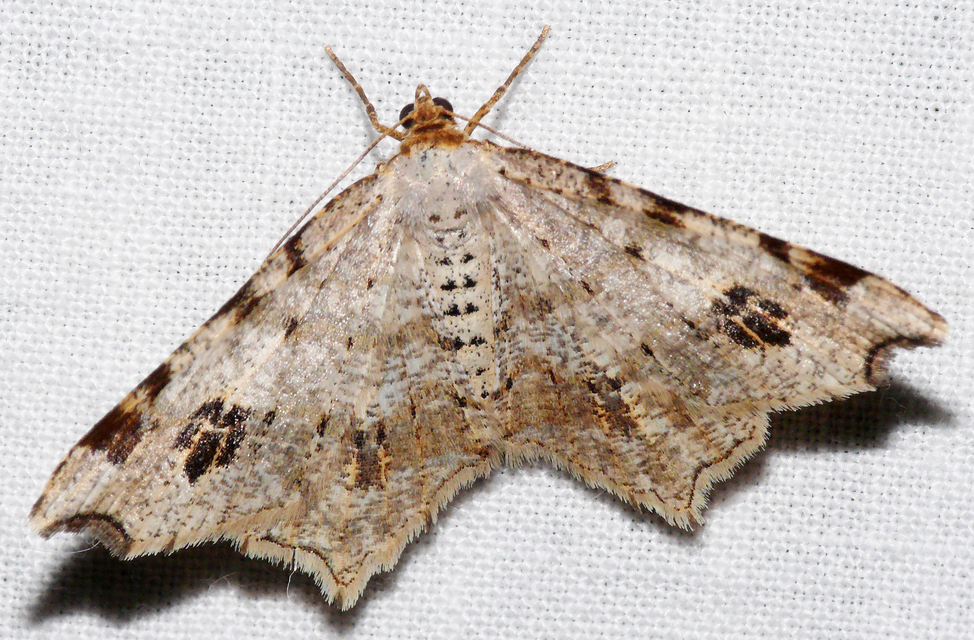 Macaria alternata - közönséges szürkearaszoló