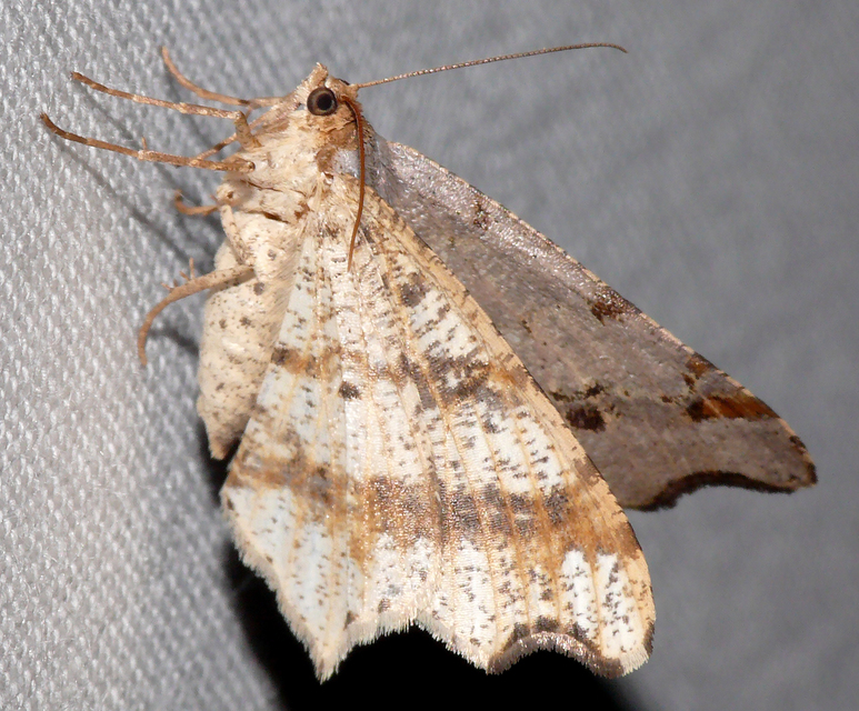 Macaria alternata - közönséges szürkearaszoló