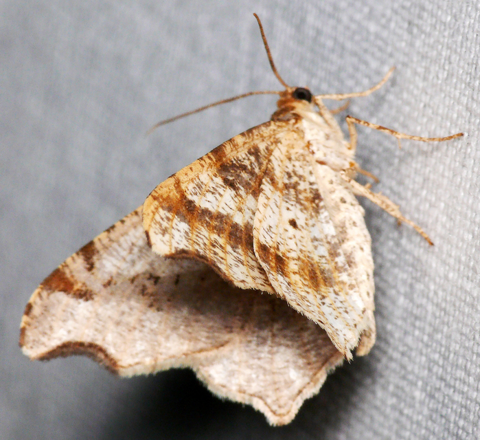 Macaria alternata - közönséges szürkearaszoló