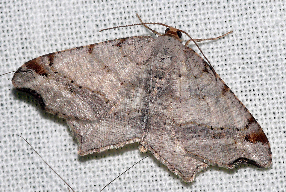 Macaria alternata - közönséges szürkearaszoló