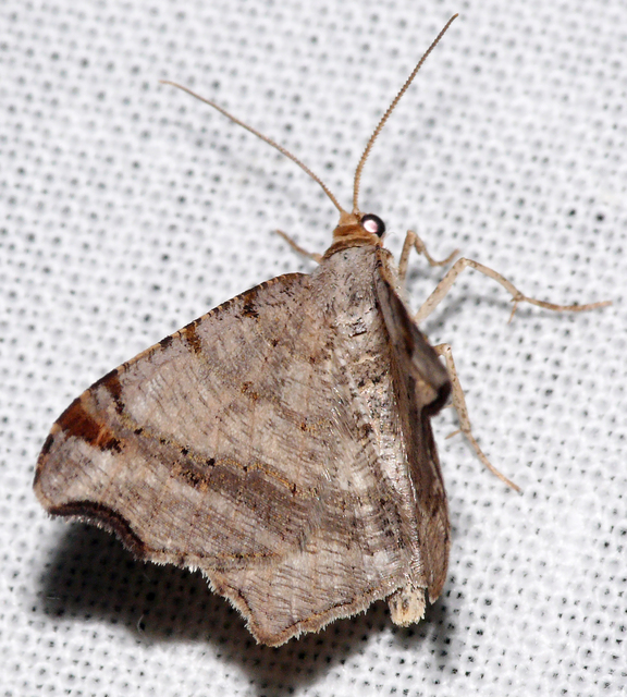 Macaria alternata - közönséges szürkearaszoló