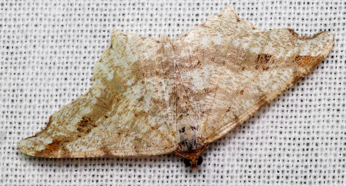 Macaria alternata - közönséges szürkearaszoló