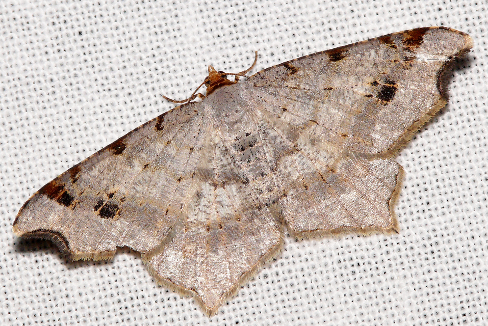 Macaria alternata - közönséges szürkearaszoló