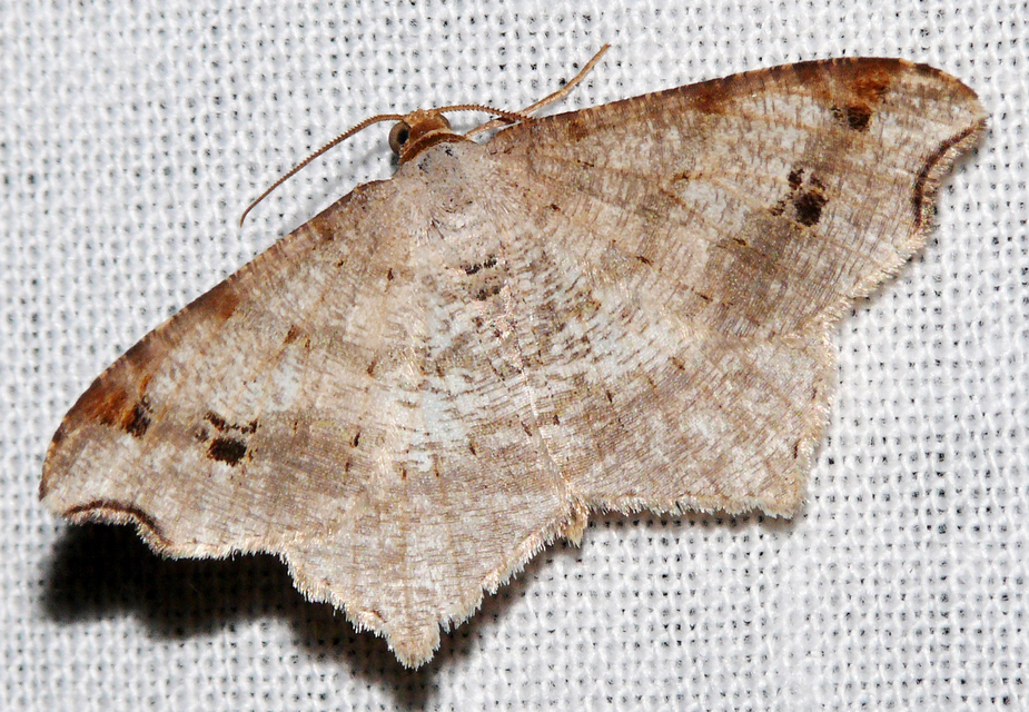 Macaria alternata - közönséges szürkearaszoló