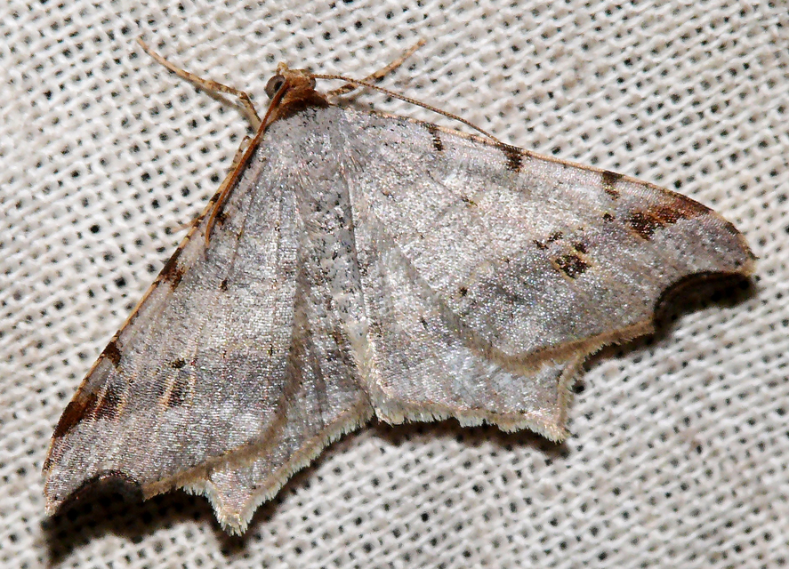 Macaria alternata - közönséges szürkearaszoló