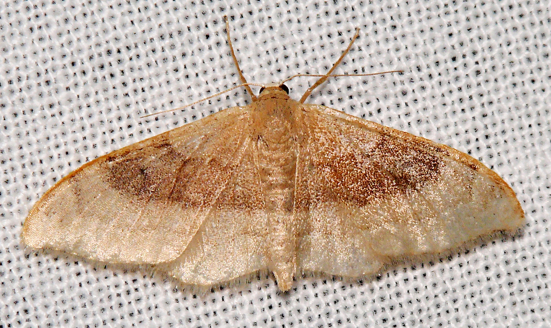 Idaea degeneraria - barnasávos araszoló