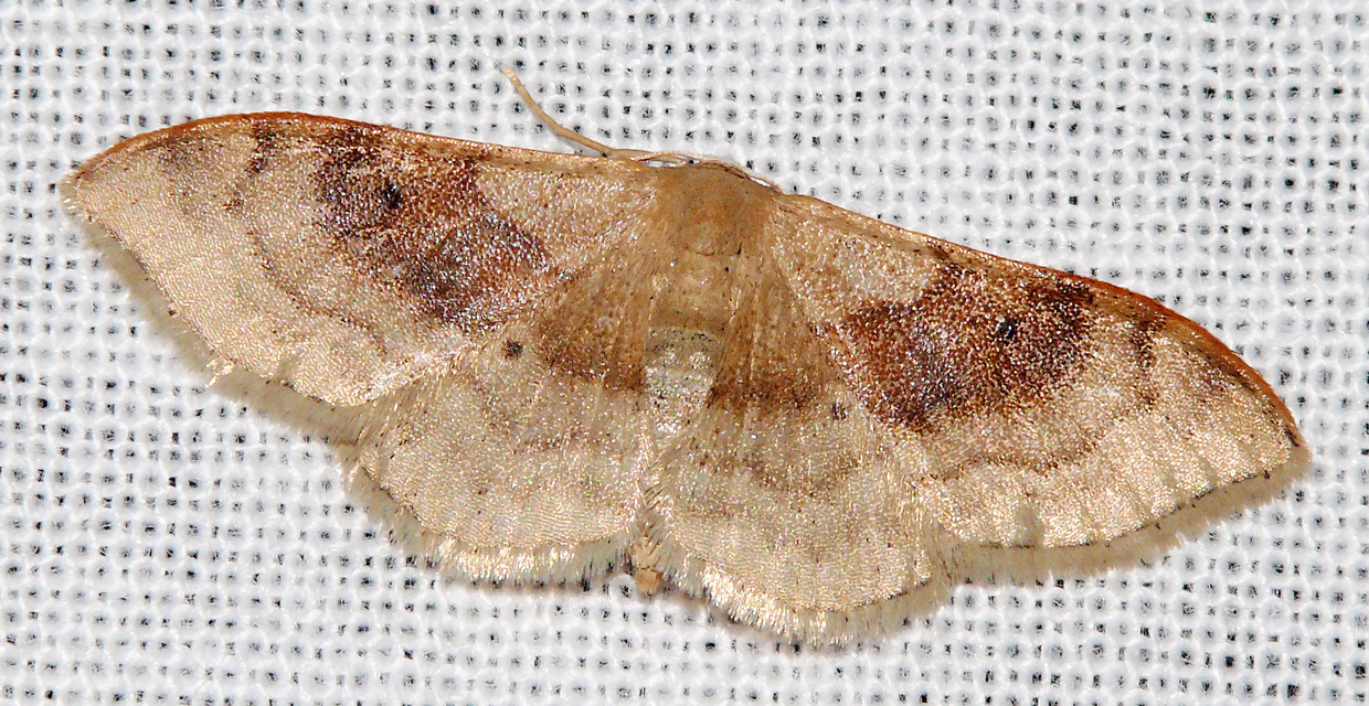 Idaea degeneraria - barnasávos araszoló