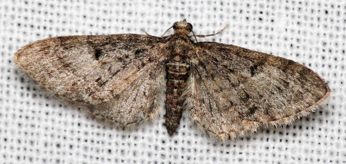 Eupithecia dodoneata - tölgy-törpearaszoló