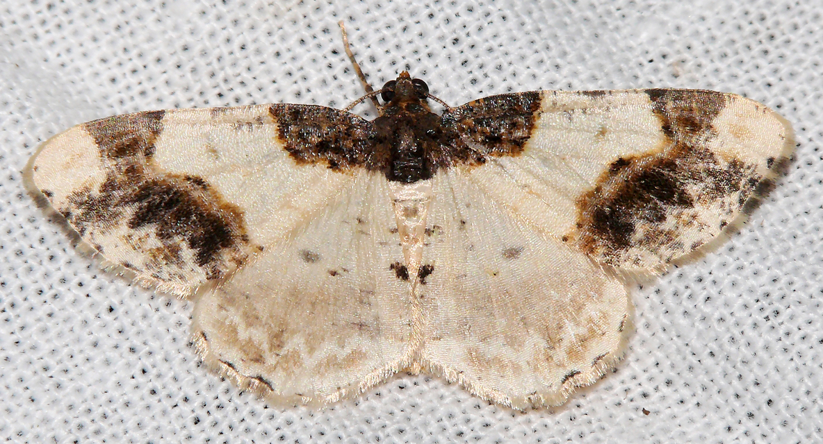 Ligdia adustata - barna levélaraszoló