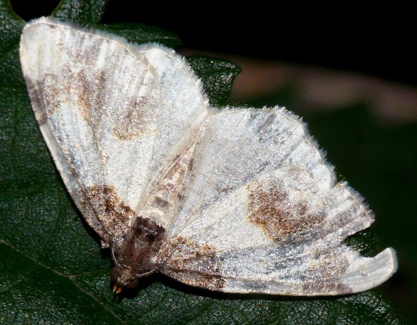 Ligdia adustata - barna levélaraszoló
