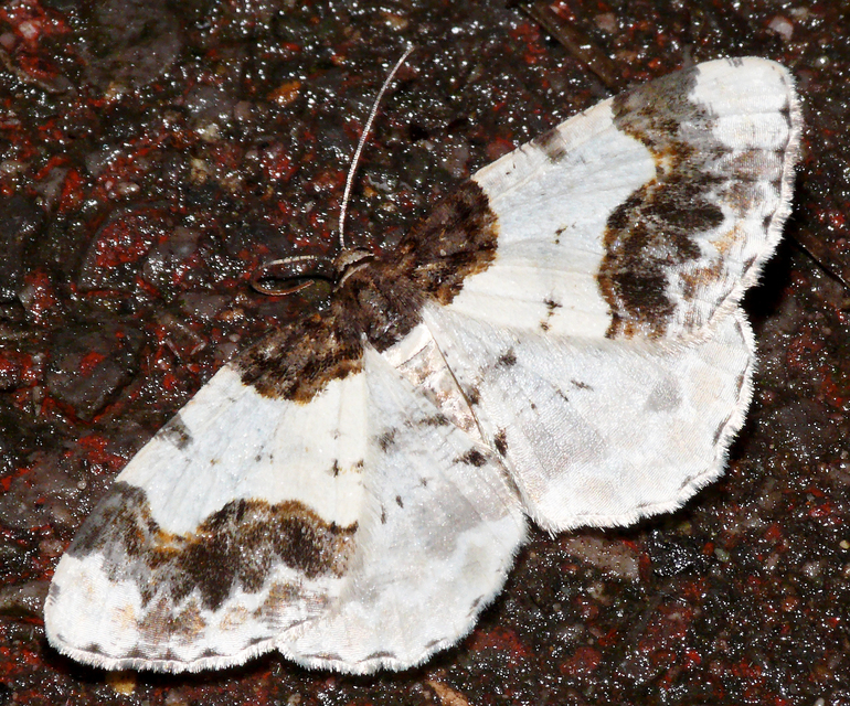 Ligdia adustata - barna levélaraszoló