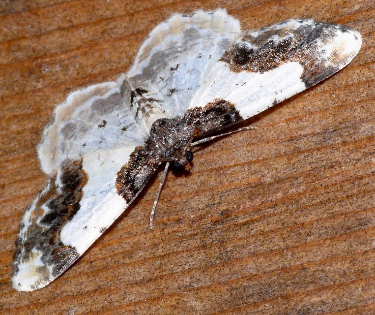 Ligdia adustata - barna levélaraszoló