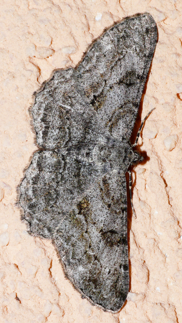 Peribatodes rhomboidaria - ékköves faaraszoló