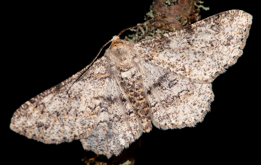 Ascotis selenaria - holdas faaraszoló