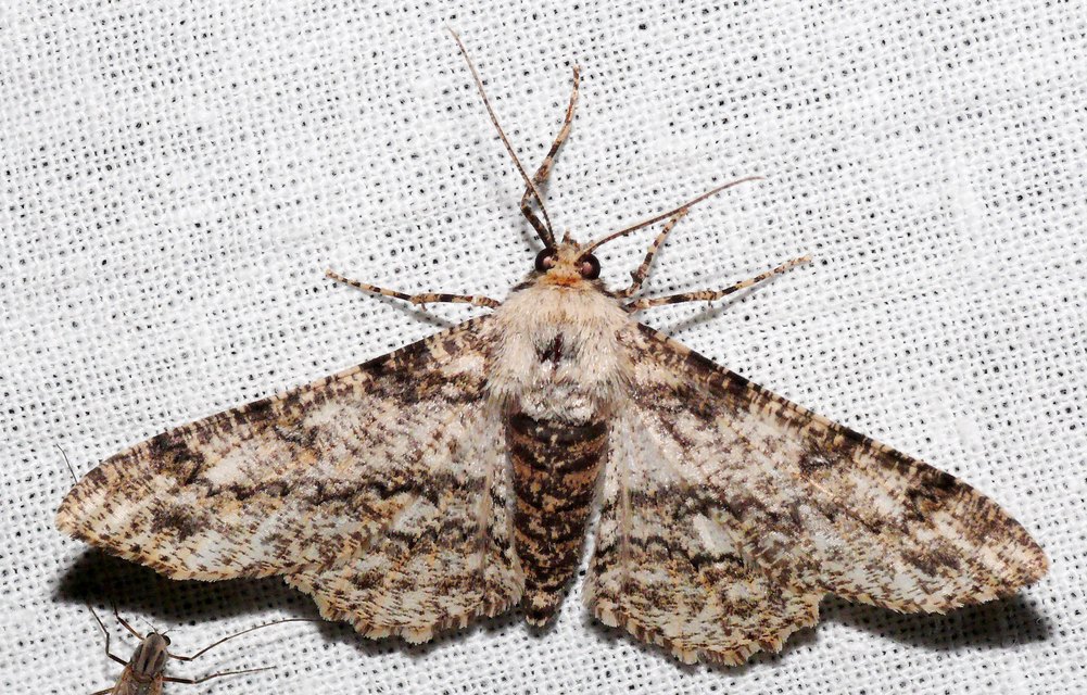 Ascotis selenaria - holdas faaraszoló