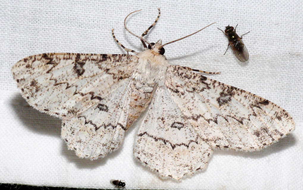 Ascotis selenaria - holdas faaraszoló