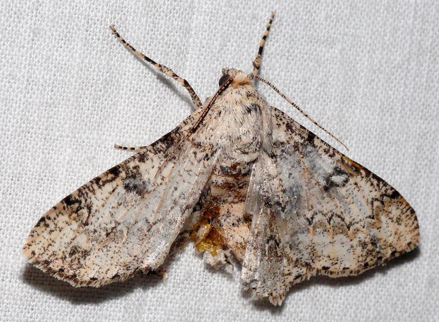 Ascotis selenaria - holdas faaraszoló