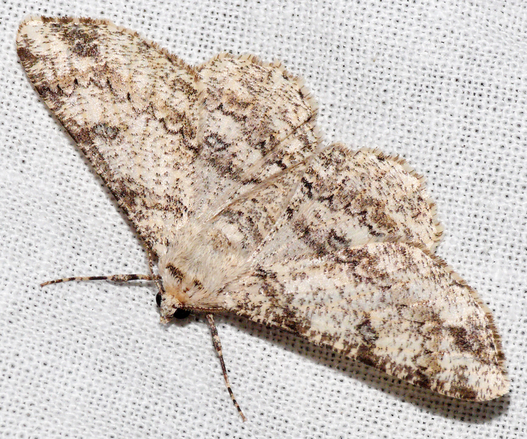 Ascotis selenaria - holdas faaraszoló