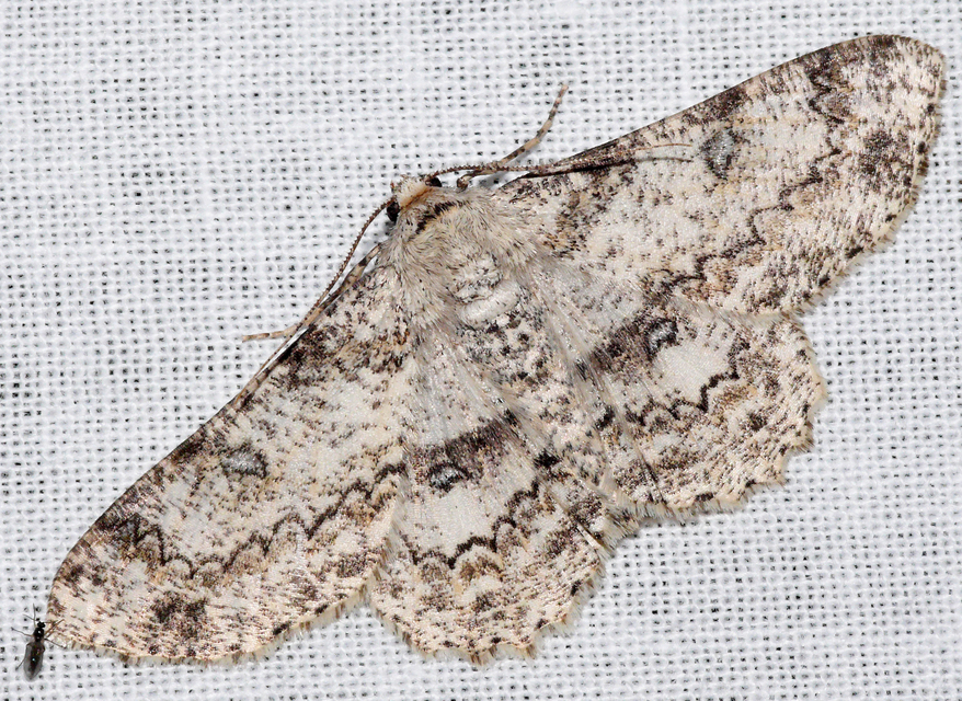 Ascotis selenaria - holdas faaraszoló