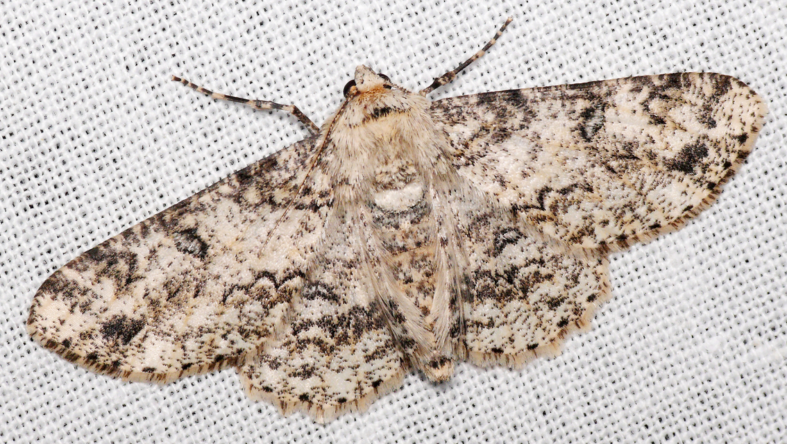 Ascotis selenaria - holdas faaraszoló