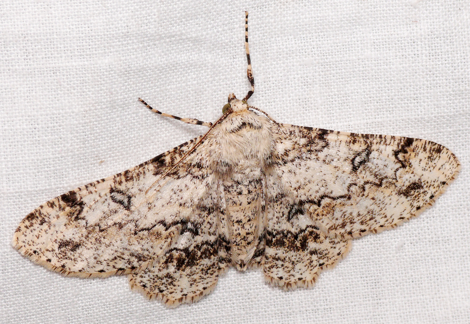 Ascotis selenaria - holdas faaraszoló