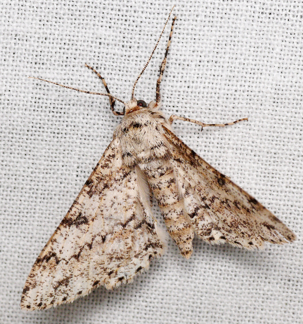 Ascotis selenaria - holdas faaraszoló