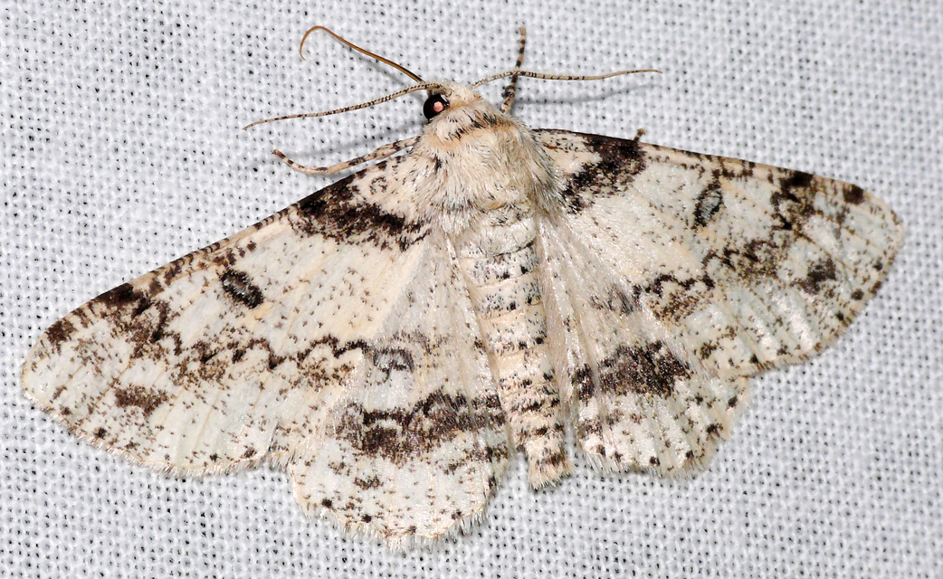 Ascotis selenaria - holdas faaraszoló