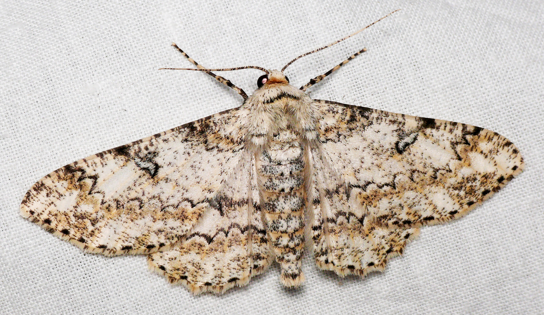 Ascotis selenaria - holdas faaraszoló