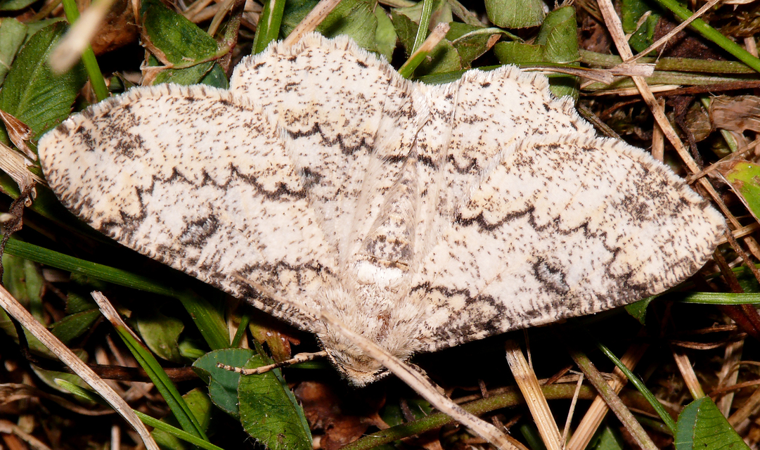 Ascotis selenaria - holdas faaraszoló